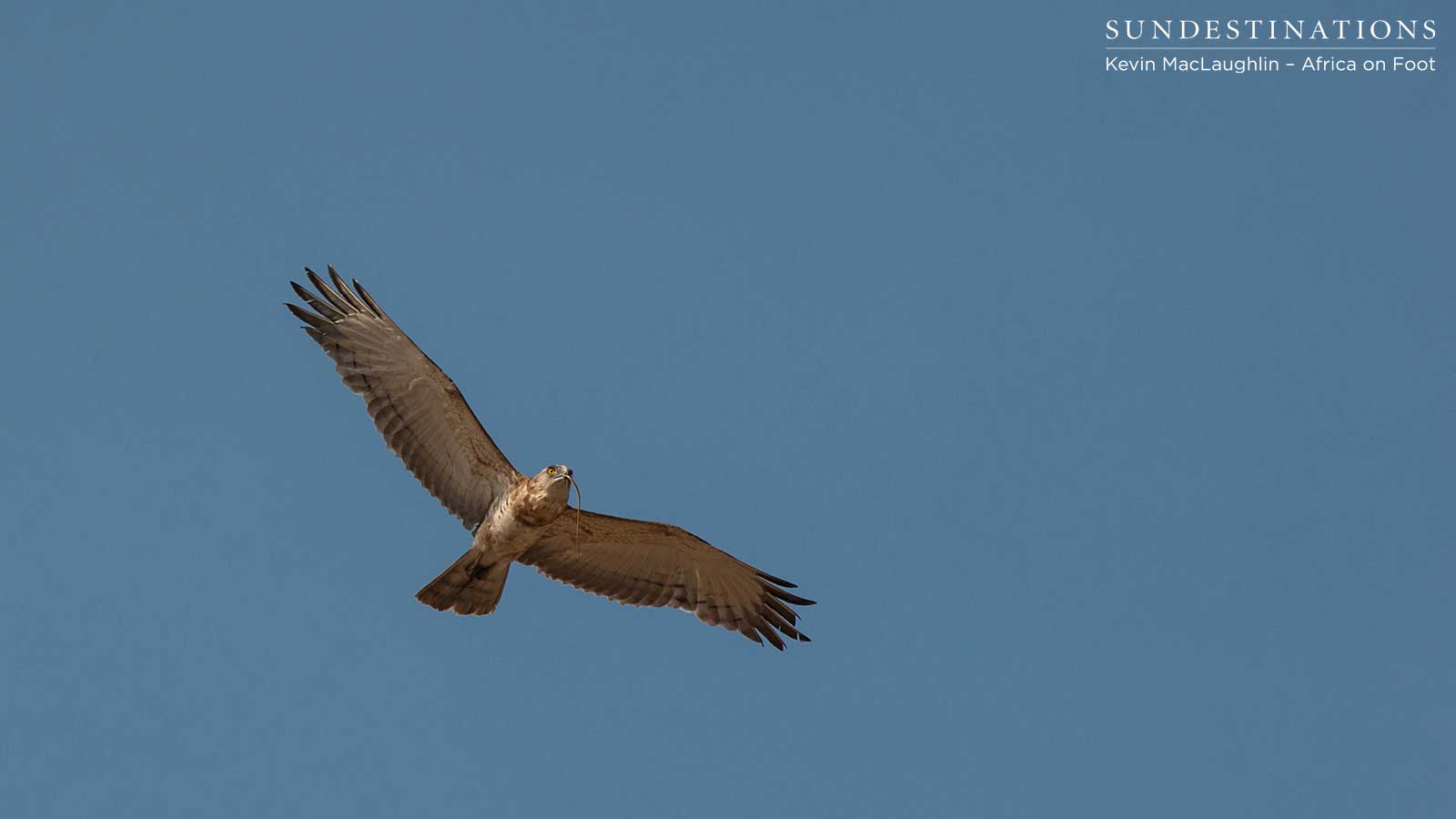 Juvenile Black-Chested Snake Eagle 