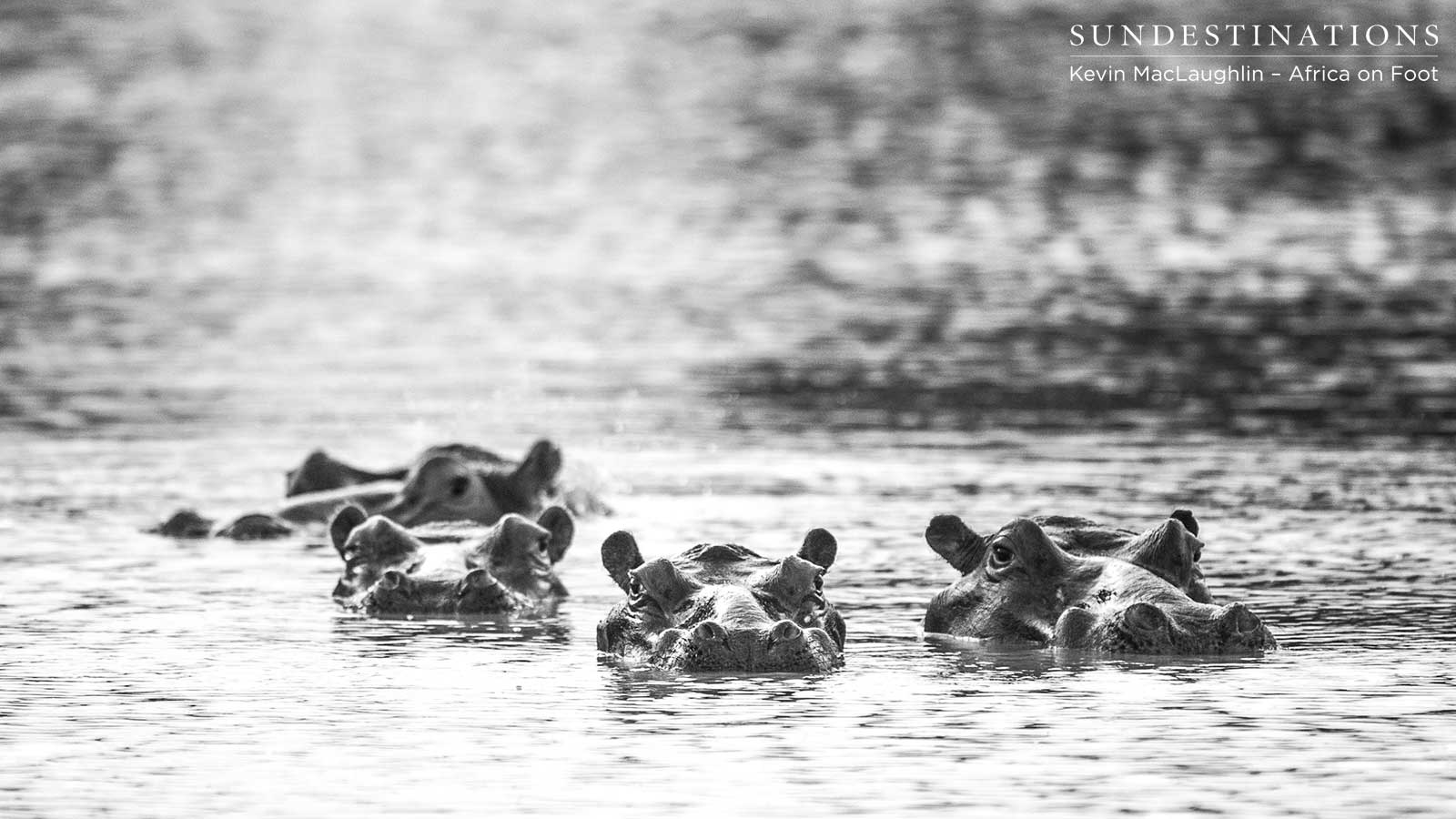 Bloat of Hippo - Klaserie