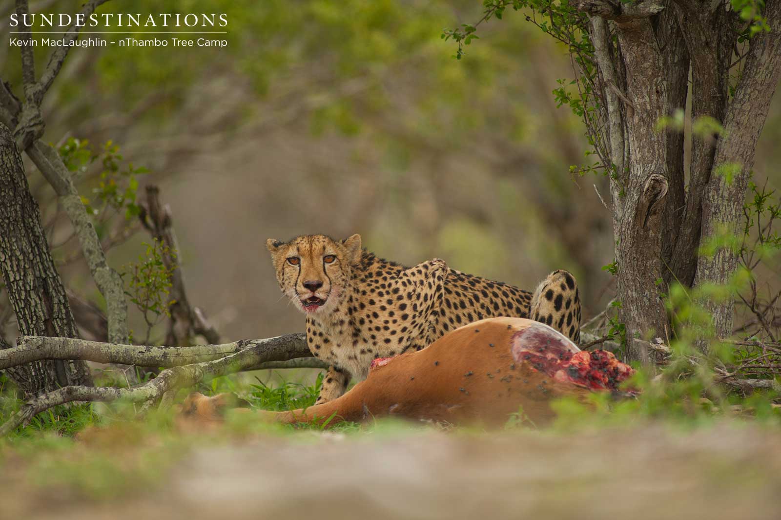 Female Cheetah on Kill