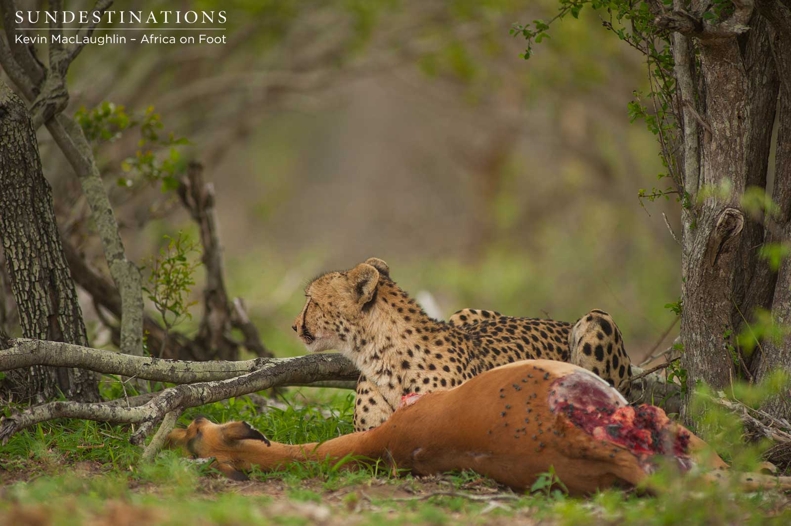 nThambo Cheeath on Kill