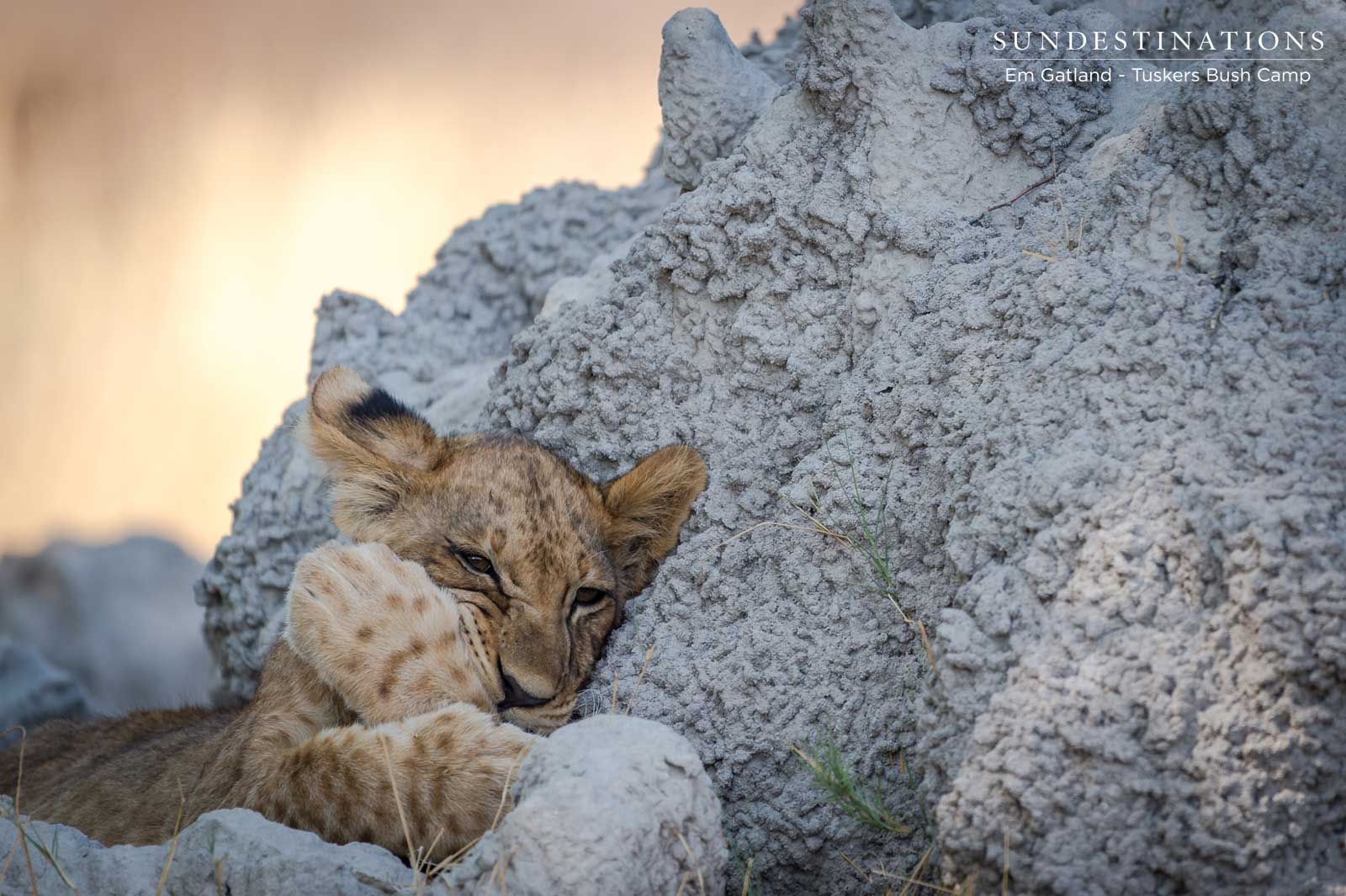 Lion Cubs at Tuskers