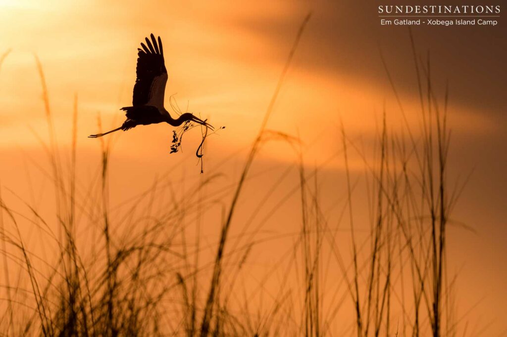 A stork making delivery in the Okavango Delta