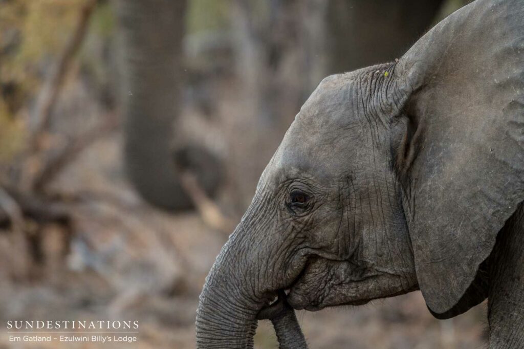 Inquisitive young elephant playfully puts her own trunk in her mouth as she mills among her feeding herd members