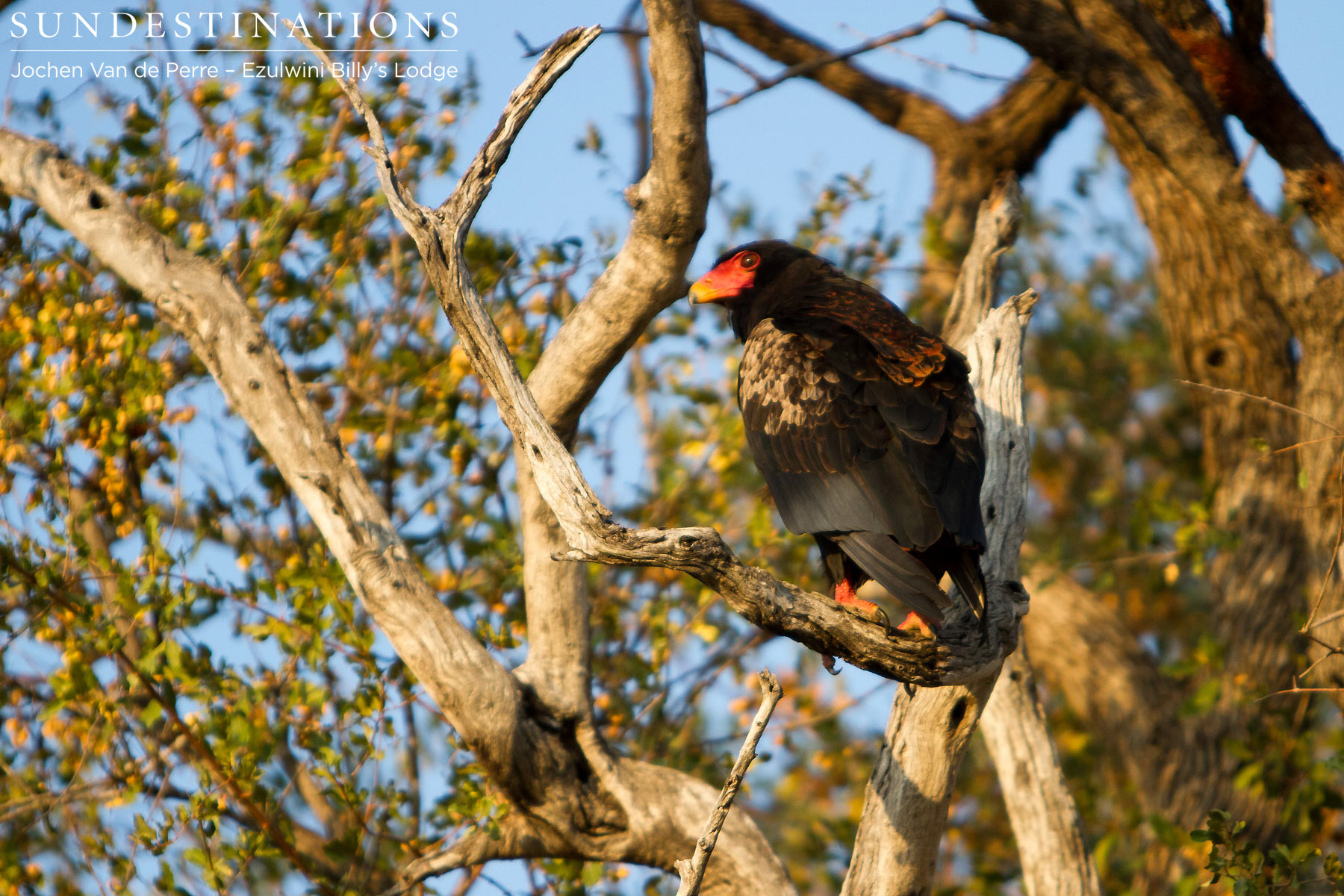 Bateleur Eagle