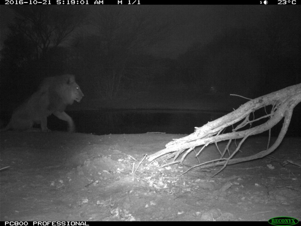 Lions spotted in the early morning at Tuskers Bush Camp Lions spotted in the early morning at Tuskers Bush Camp