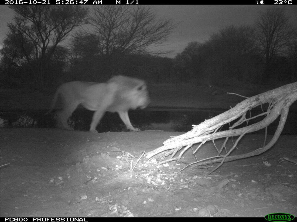 Lions spotted in the early morning at Tuskers Bush Camp Lions spotted in the early morning at Tuskers Bush Camp