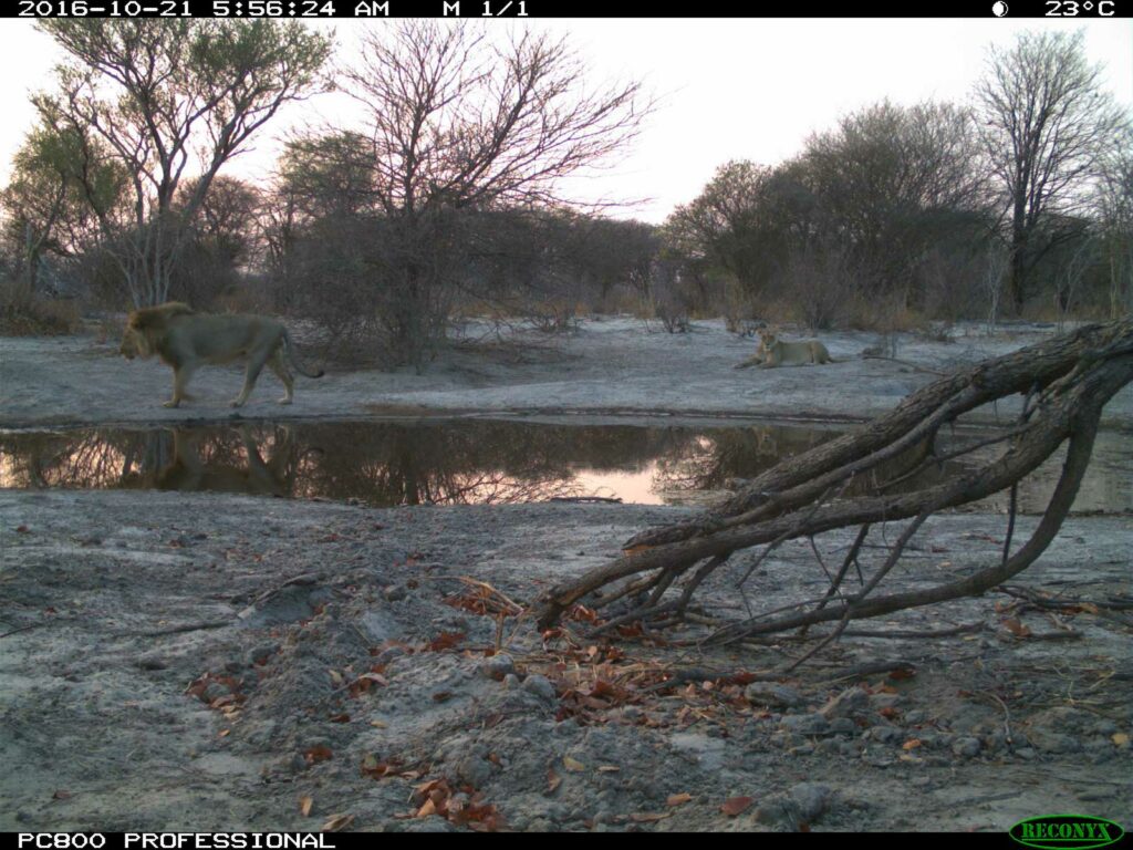 Lions spotted in the early morning at Tuskers Bush Camp Lions spotted in the early morning at Tuskers Bush Camp
