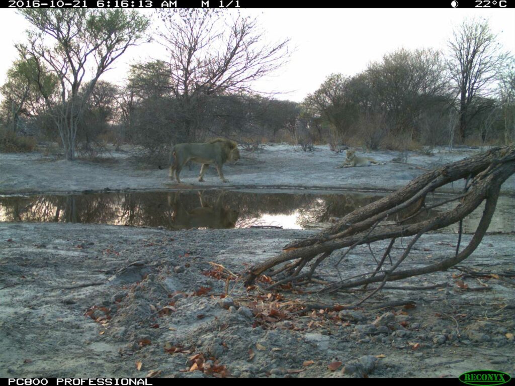 Lions spotted in the early morning at Tuskers Bush Camp Lions spotted in the early morning at Tuskers Bush Camp