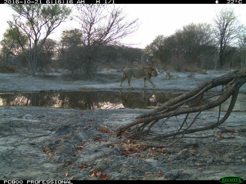 Lions spotted in the early morning at Tuskers Bush Camp Lions spotted in the early morning at Tuskers Bush Camp