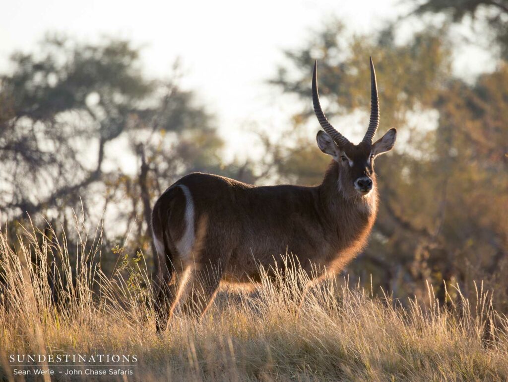 A waterbuck stands proud, backlit by the morning light