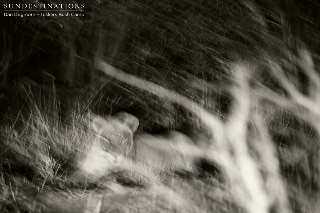 The shy lioness spotted through the undergrowth late at night The shy lioness spotted through the undergrowth late at night