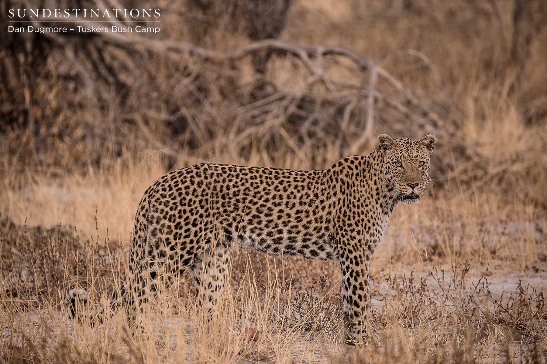 Tuskers Bush Camp - Male Leopard