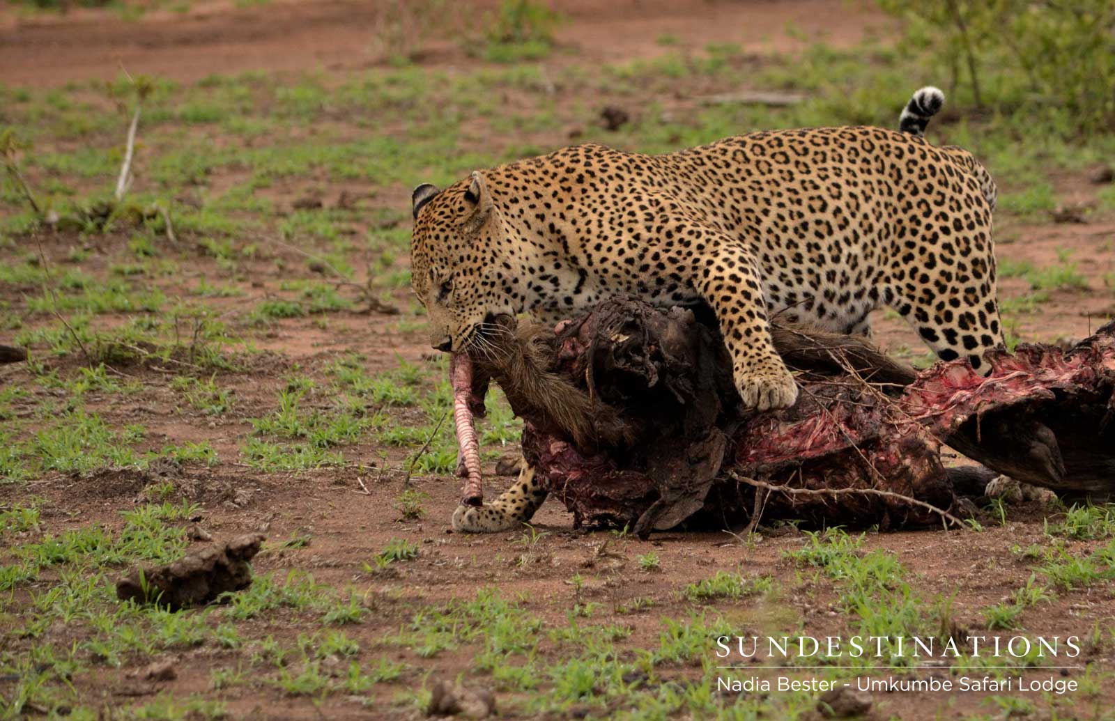 Leopard in Sabi Sand