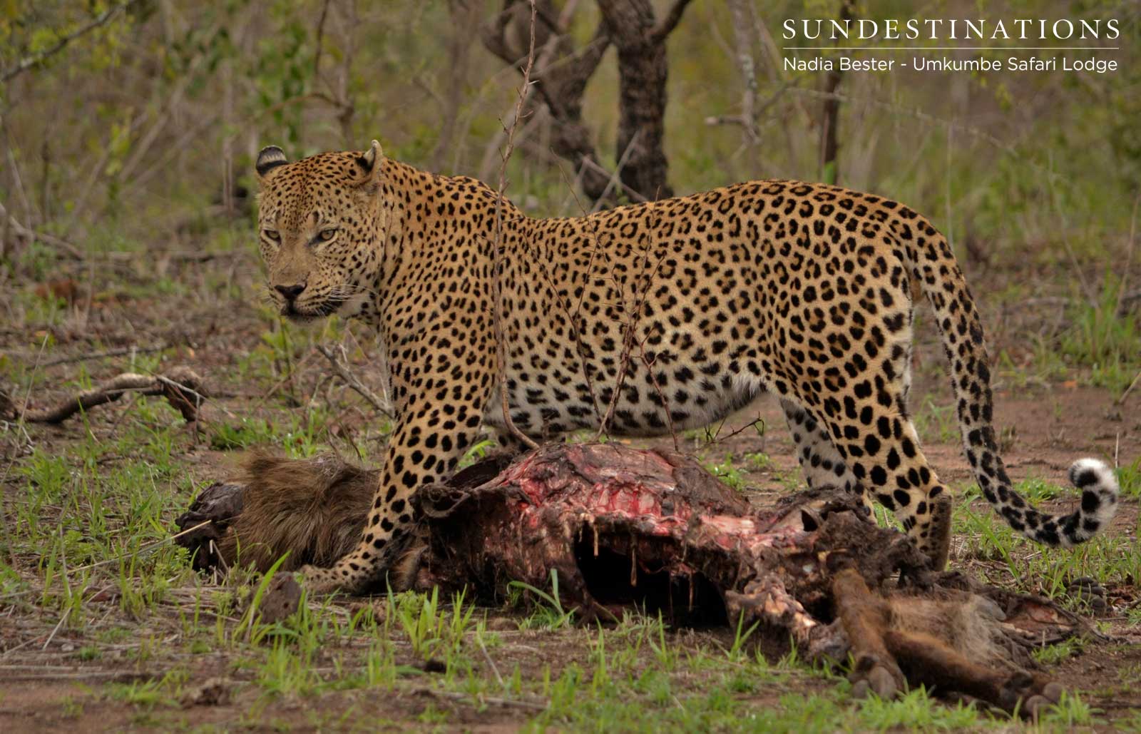 Mxabene with Waterbuck Kill