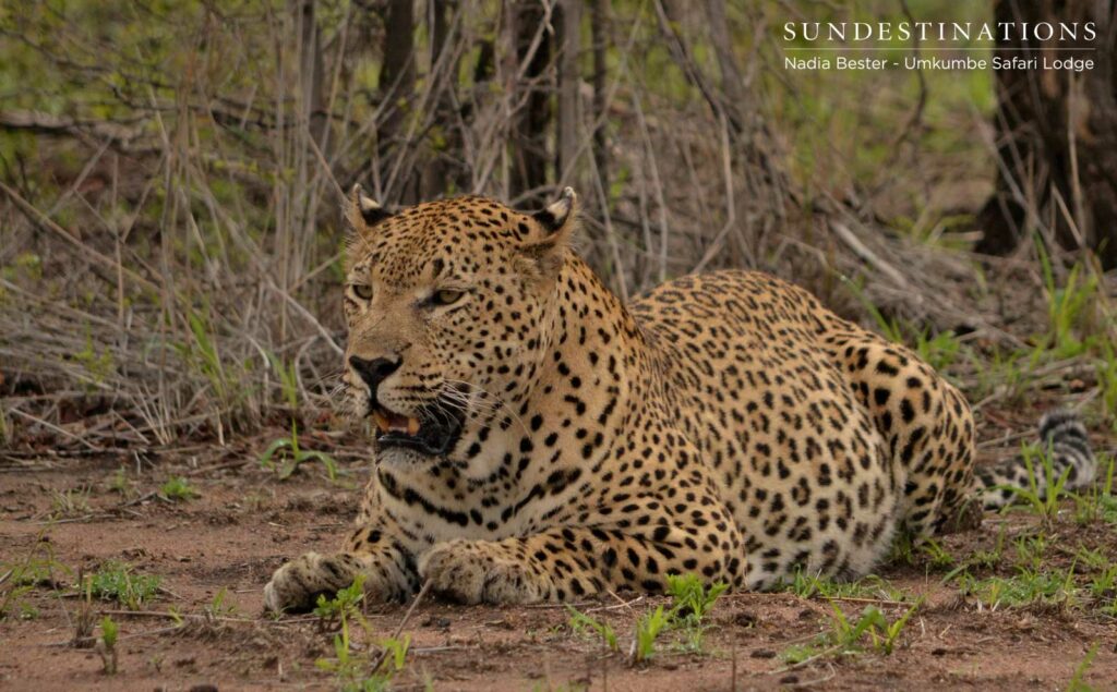 Mxabene with Full Belly