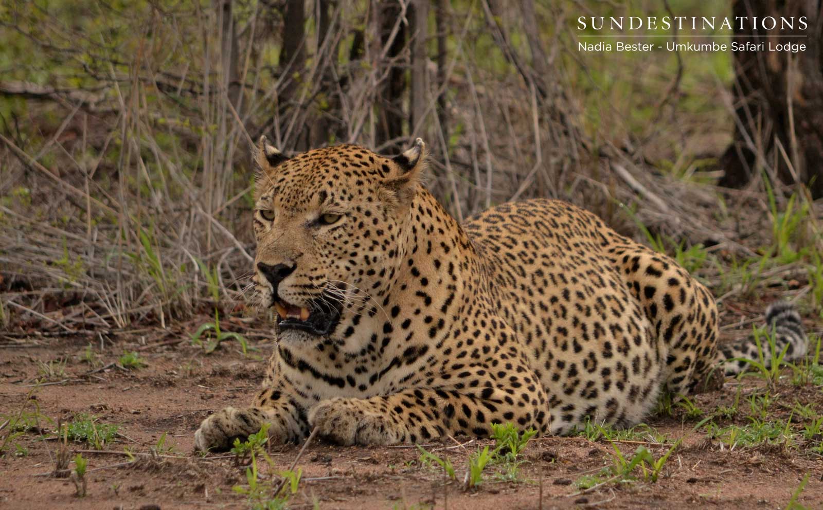 Mxabene with Full Belly