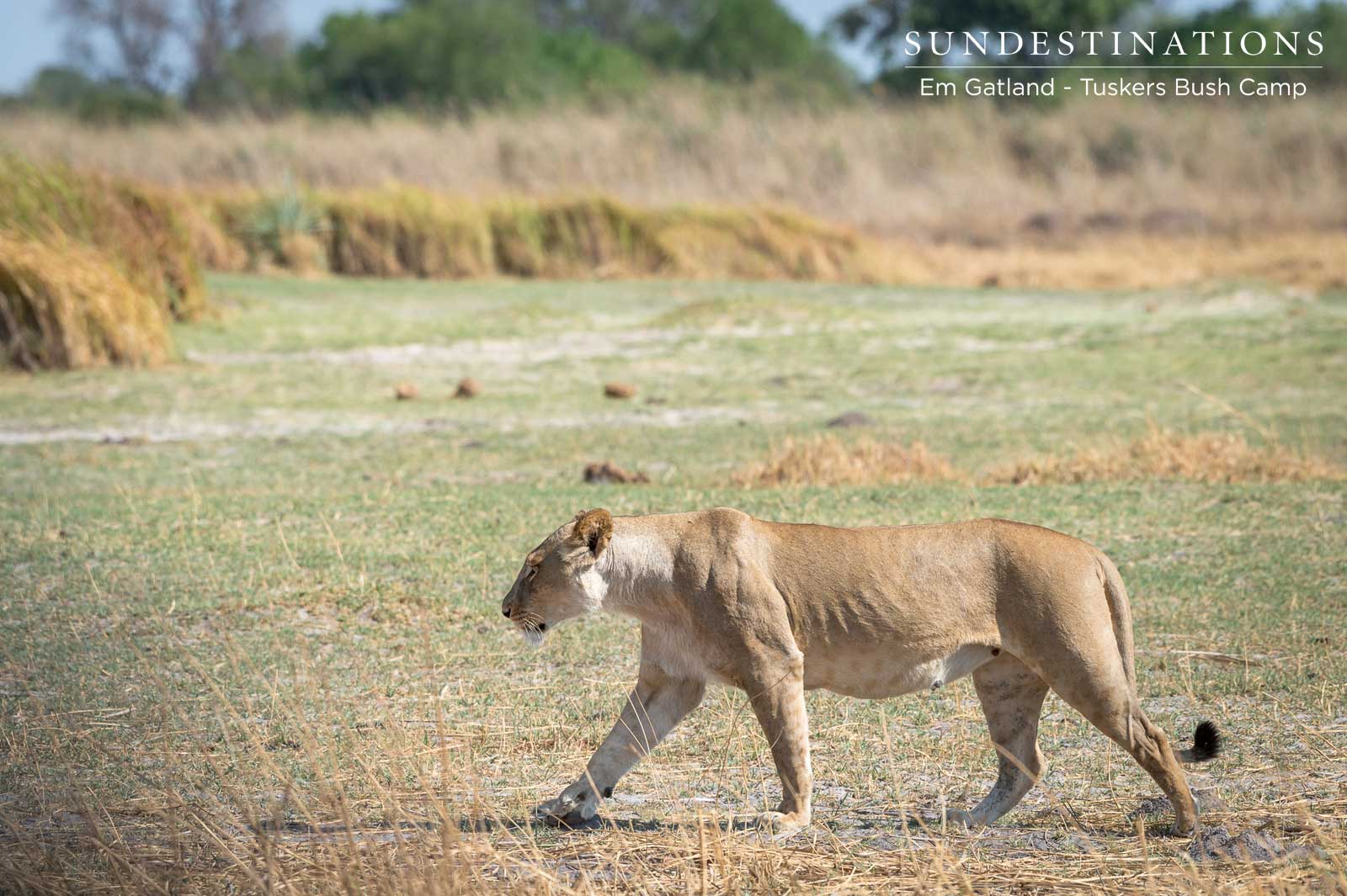 Lioness Traversing Moremi