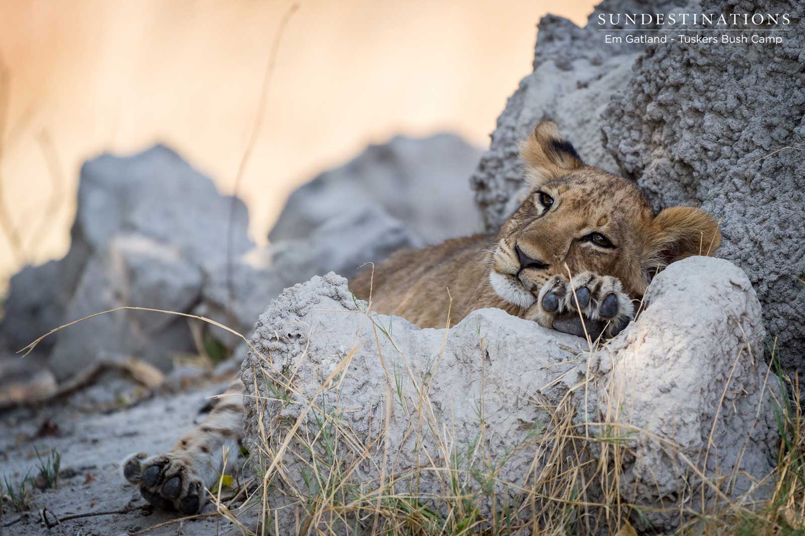 Lion Cubs Moremi