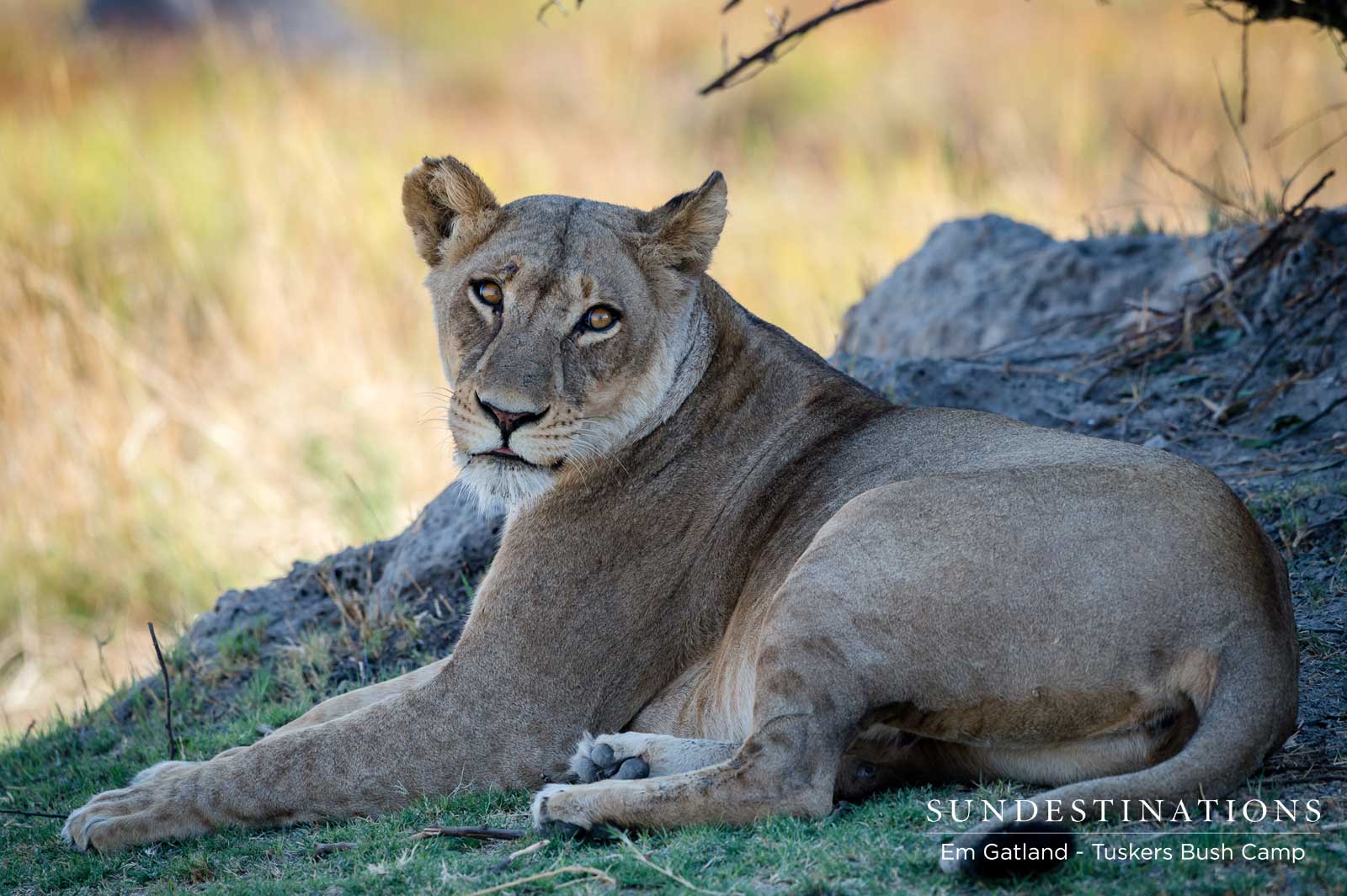 Relaxing Lioness