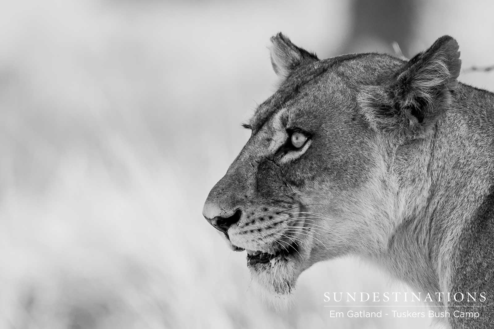 Lioness Portrait