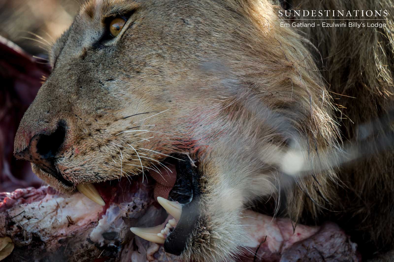 Ezulwini Lion Meal Ezulwini Lion Meal