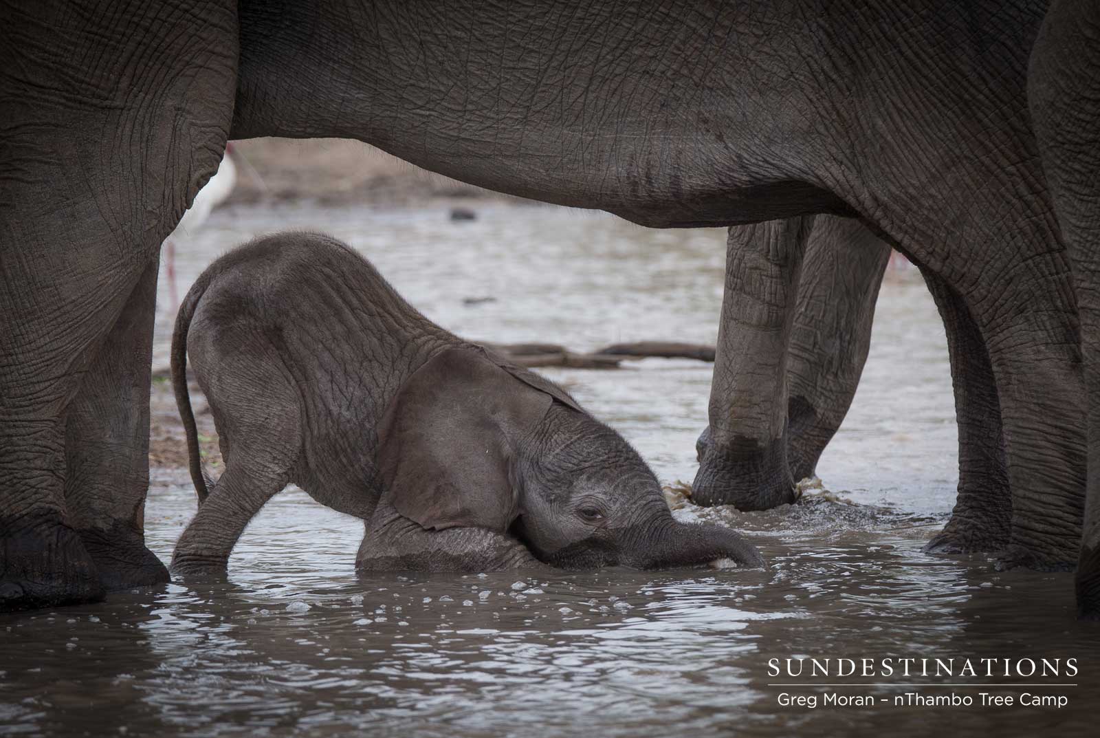 nThambo Elephant Calf nThambo Elephant Calf