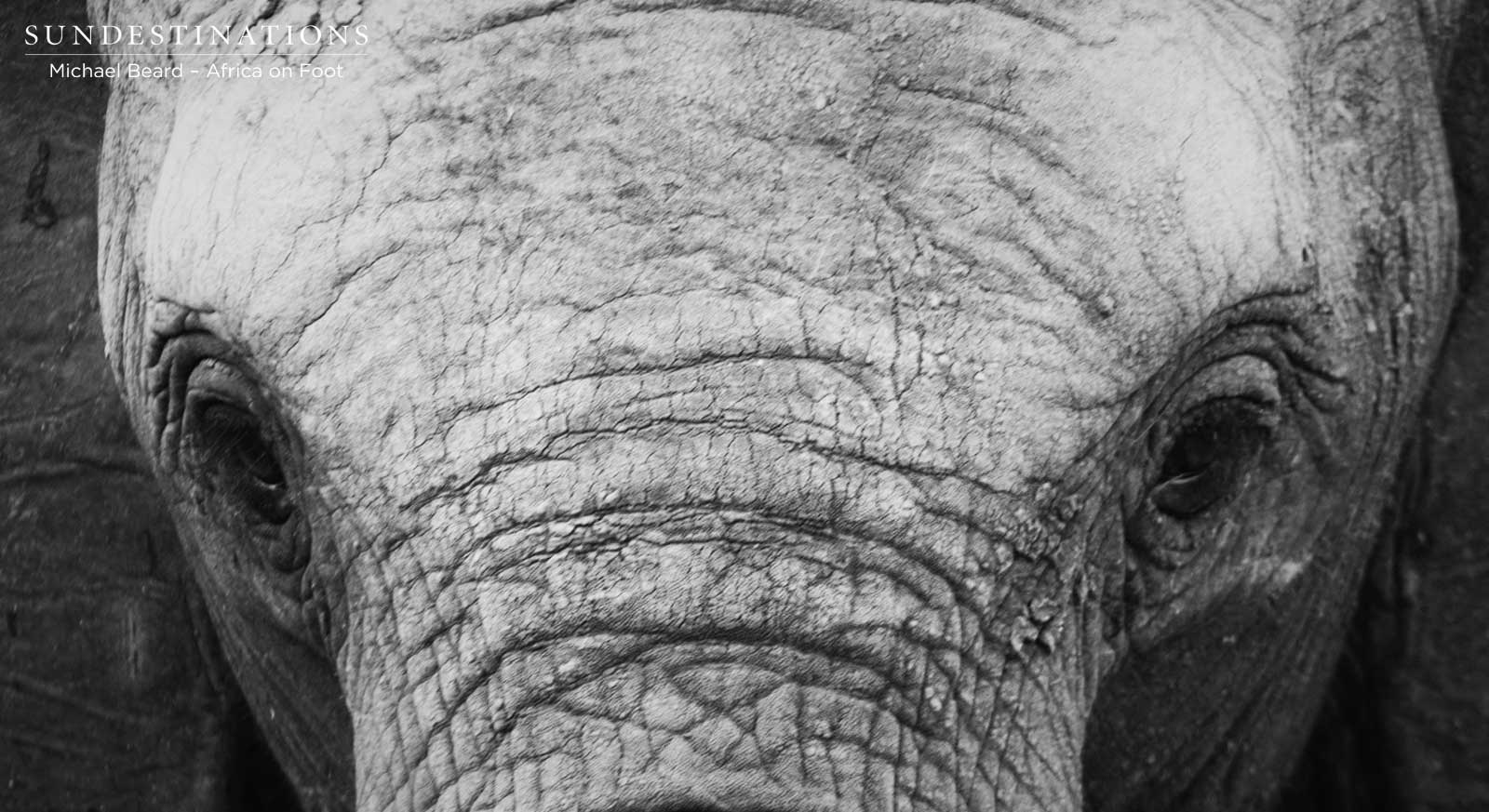 Africa on Foot Elephants Africa on Foot Elephants