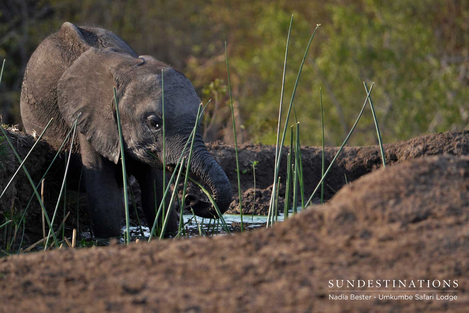 Elephant Calf Umkumbe Safari Lodge Elephant Calf Umkumbe Safari Lodge