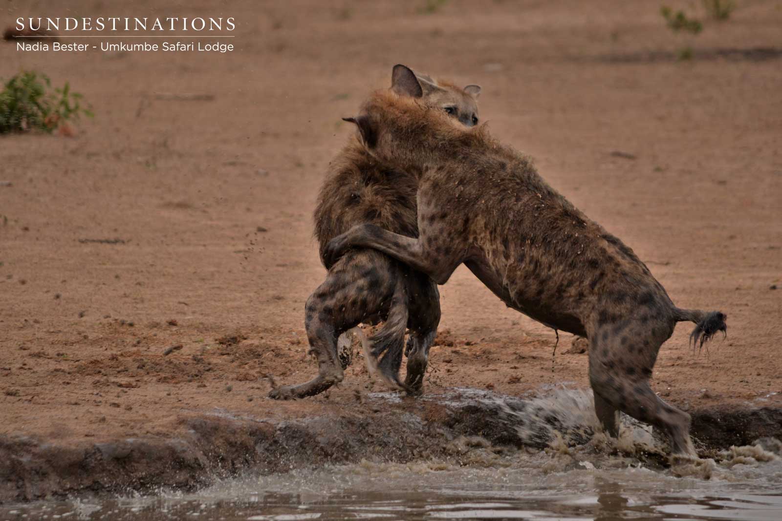 Hyena at Play in the Waterhole Hyena at Play in the Waterhole