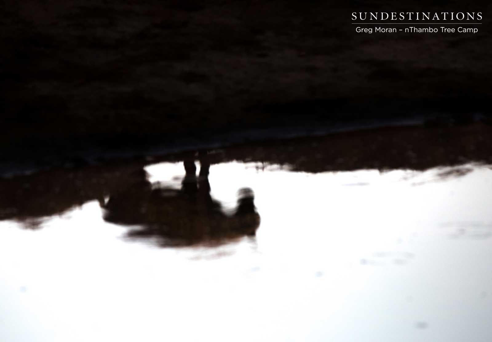 Hyena Reflection nThambo Hyena Reflection nThambo