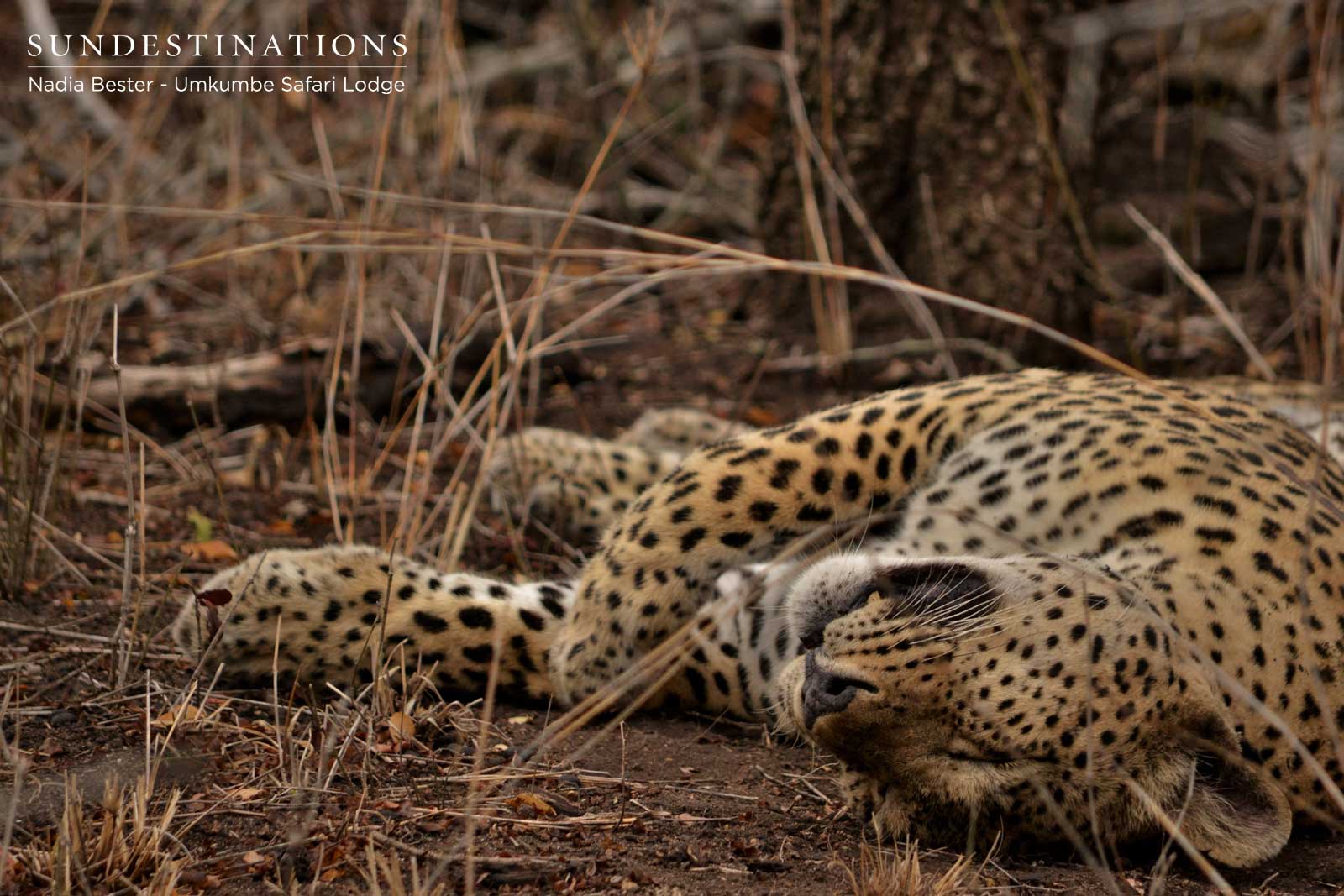 Mxabene the Leopard Mxabene the Leopard