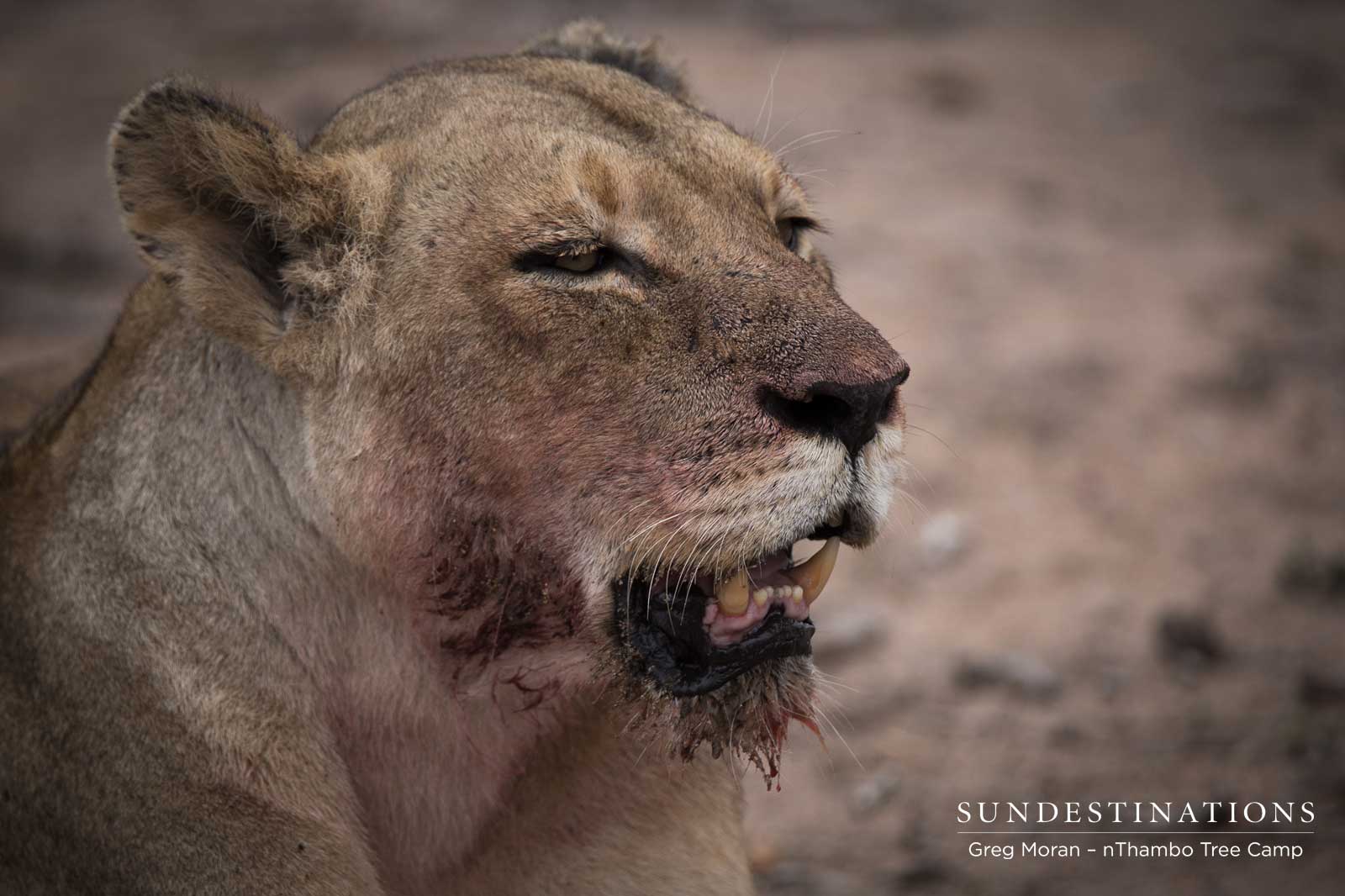 Ross Lioness nThambo Ross Lioness nThambo