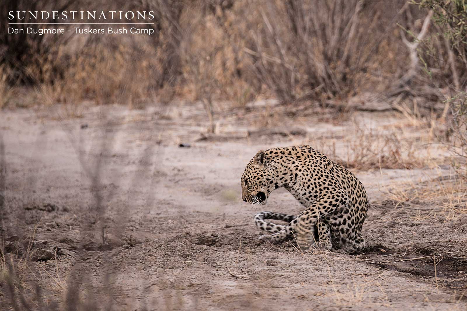 Male Leopard Tuskers Bush Camp Male Leopard Tuskers Bush Camp