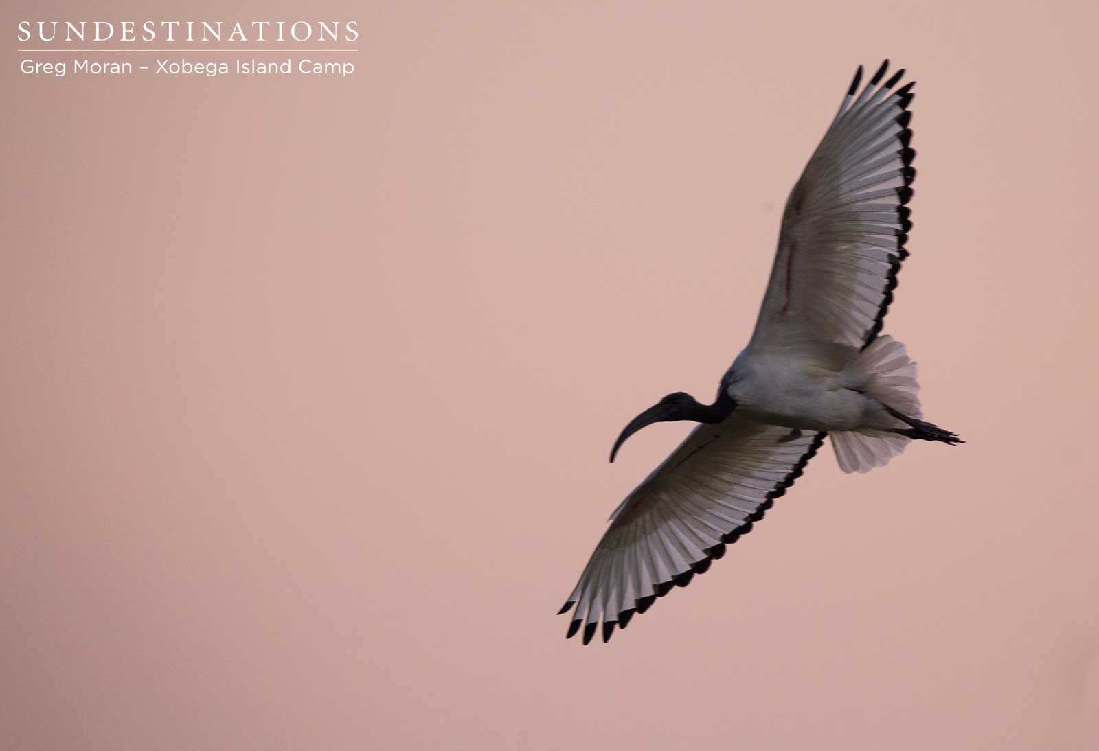 Xobega - African Sacred Ibis Xobega - African Sacred Ibis
