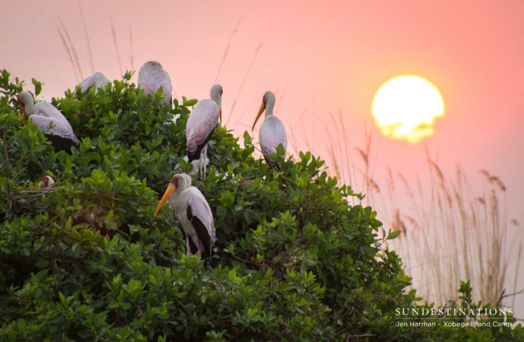 Yellow-billed Storks - Xobega Island Camp