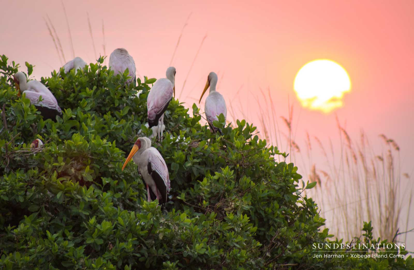 Yellow-billed Storks - Xobega Island Camp Yellow-billed Storks - Xobega Island Camp