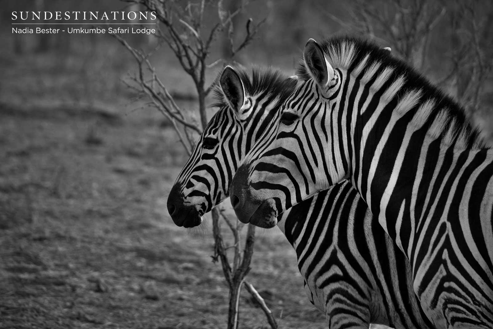 Zebra Umkumbe Safari Lodge Zebra Umkumbe Safari Lodge
