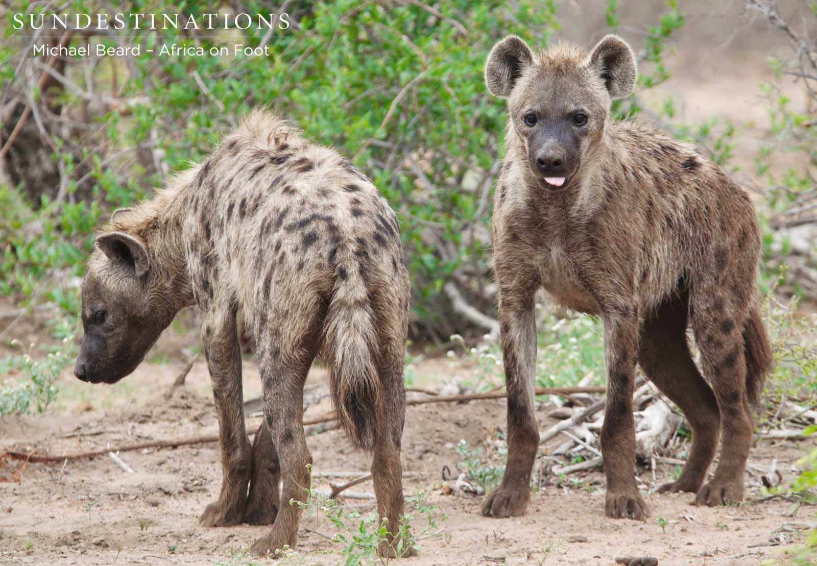 Africa on Foot Hyena Africa on Foot Hyena