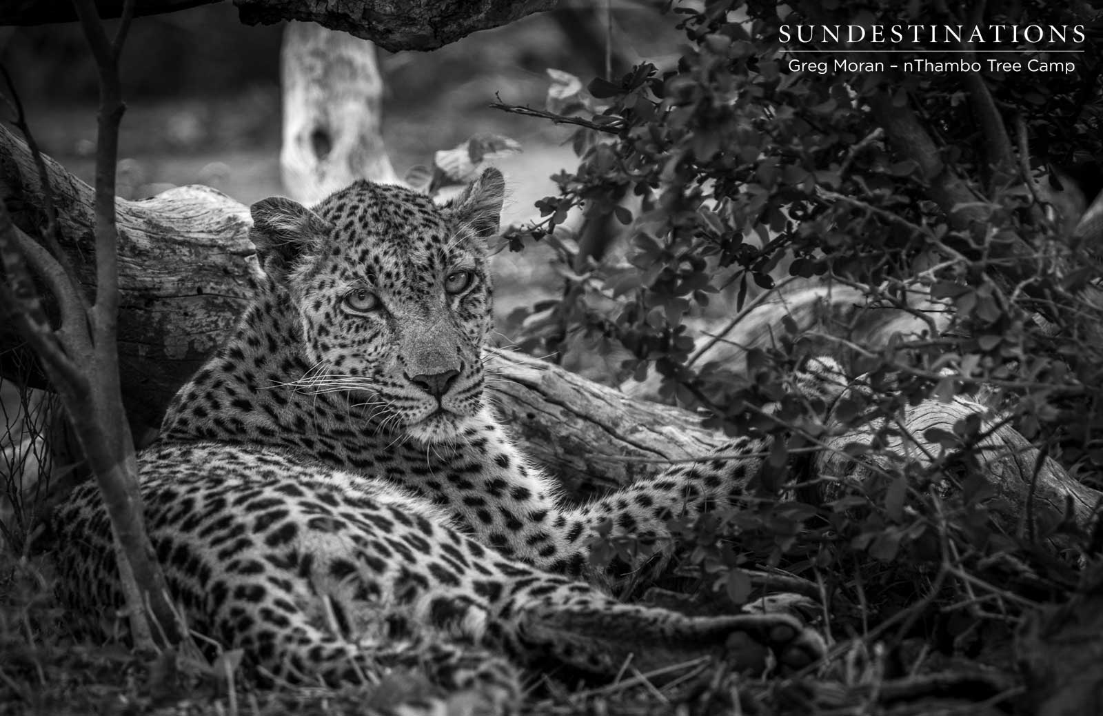 White Rock Leopardess in Klaserie