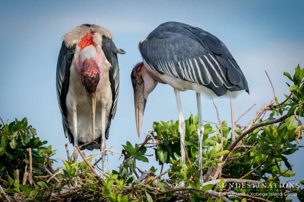 Marabou Storks in the Tree