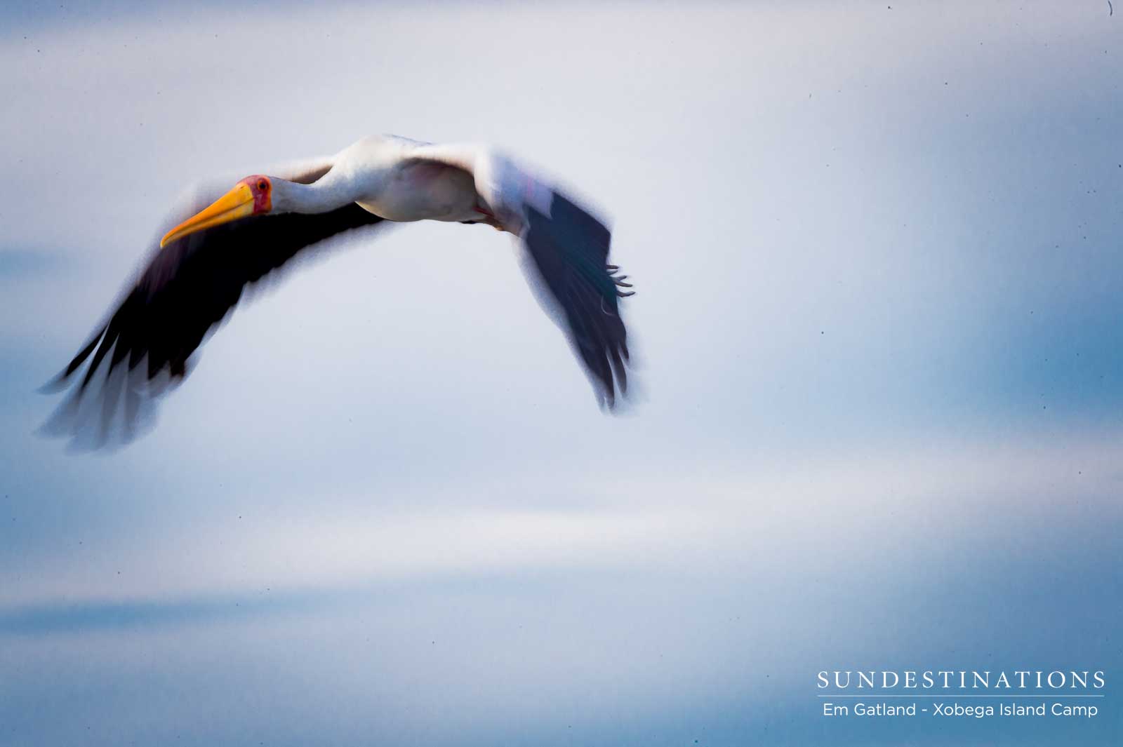 Yellow-billed Stork over Okavango Delta