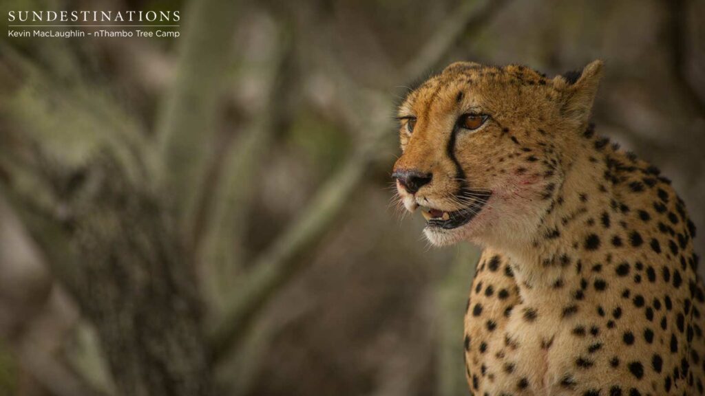 Cheetah Portrait