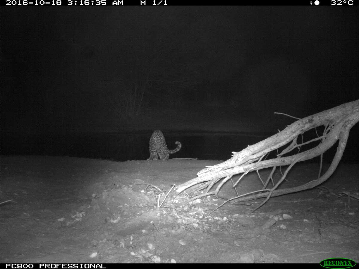 Leopard at Pan - Tuskers