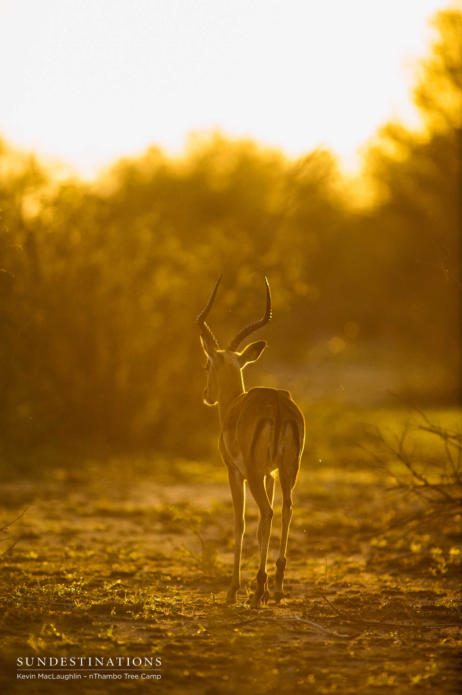 nThambo Impala Klaserie