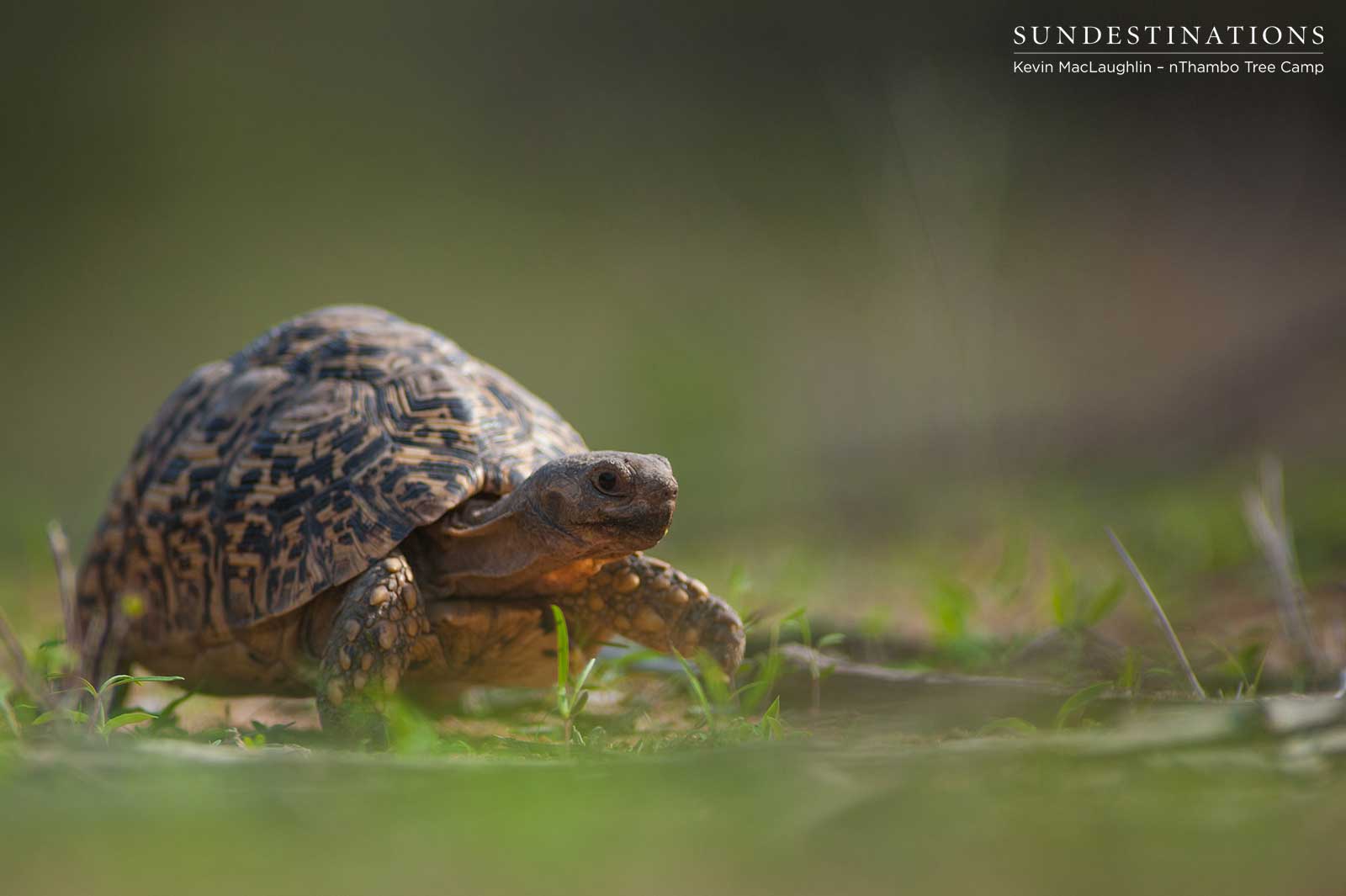 Tortoise nThambo Tree Camp
