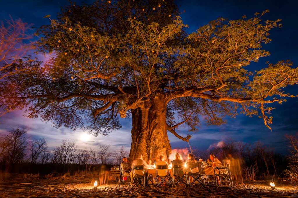 Special baobab bush dinner under a flowering baobab tree in the Kwatale Conservancy Special baobab bush dinner under a flowering baobab tree in the Kwatale Conservancy
