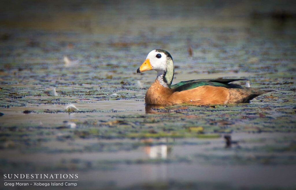 Pygmy geese are usually photographed in flight as they take off in a flash, so this is a rare and beautiful capture