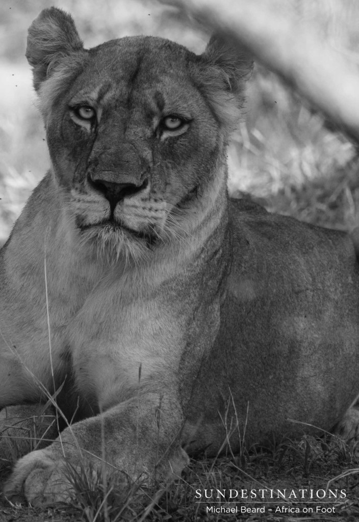 A Hercules Pride lioness, defender of her cubs and of her turf. This one's a tough one. A Hercules Pride lioness, defender of her cubs and of her turf. This one's a tough one.