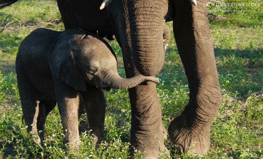 A baby elephant rests his trunk against his mother's knee, in search of reassurance A baby elephant rests his trunk against his mother's knee, in search of reassurance