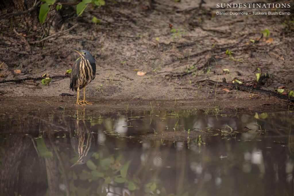 A dwarf bittern approaches the water's edge and is met by its own reflection A dwarf bittern approaches the water's edge and is met by its own reflection
